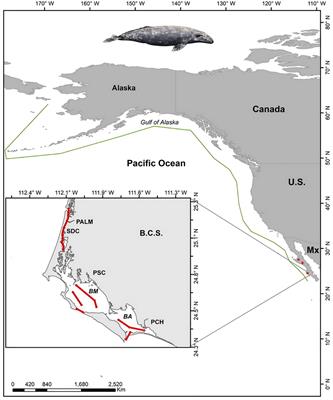 Climate change stands as the new challenge for whale watching and North Pacific gray whales (Eschrichtius robustus) in Bahia Magdalena, Mexico, after their recovery from overexploitation